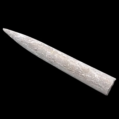 Cylindroteuthis sp.