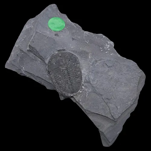 Elrathia kingii on Matrix