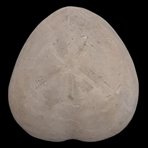 Micraster leskei
