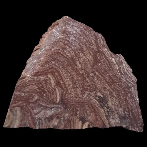 Stromatolite - Morocco