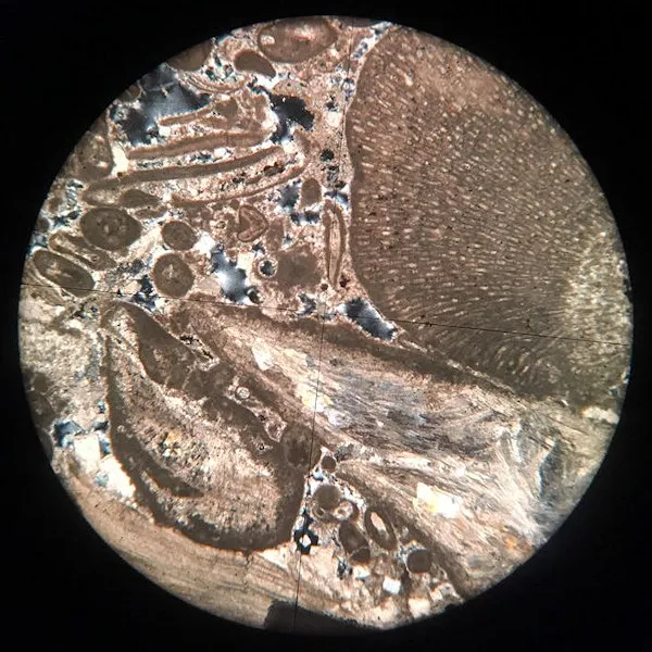 Shelly Limestone Slide