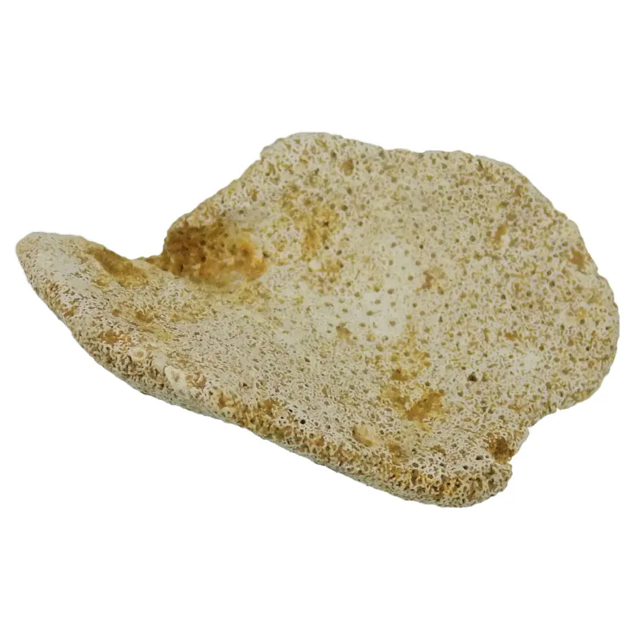 Raphidonema Macropora