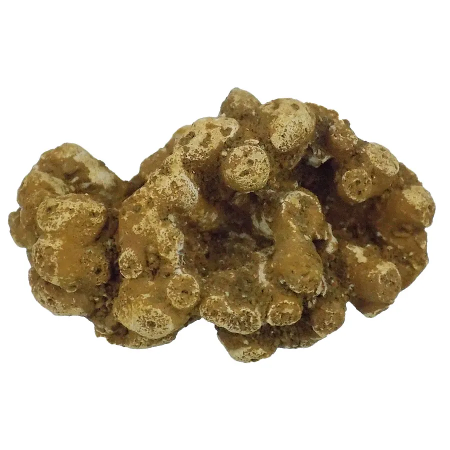 Barroisia irregularis