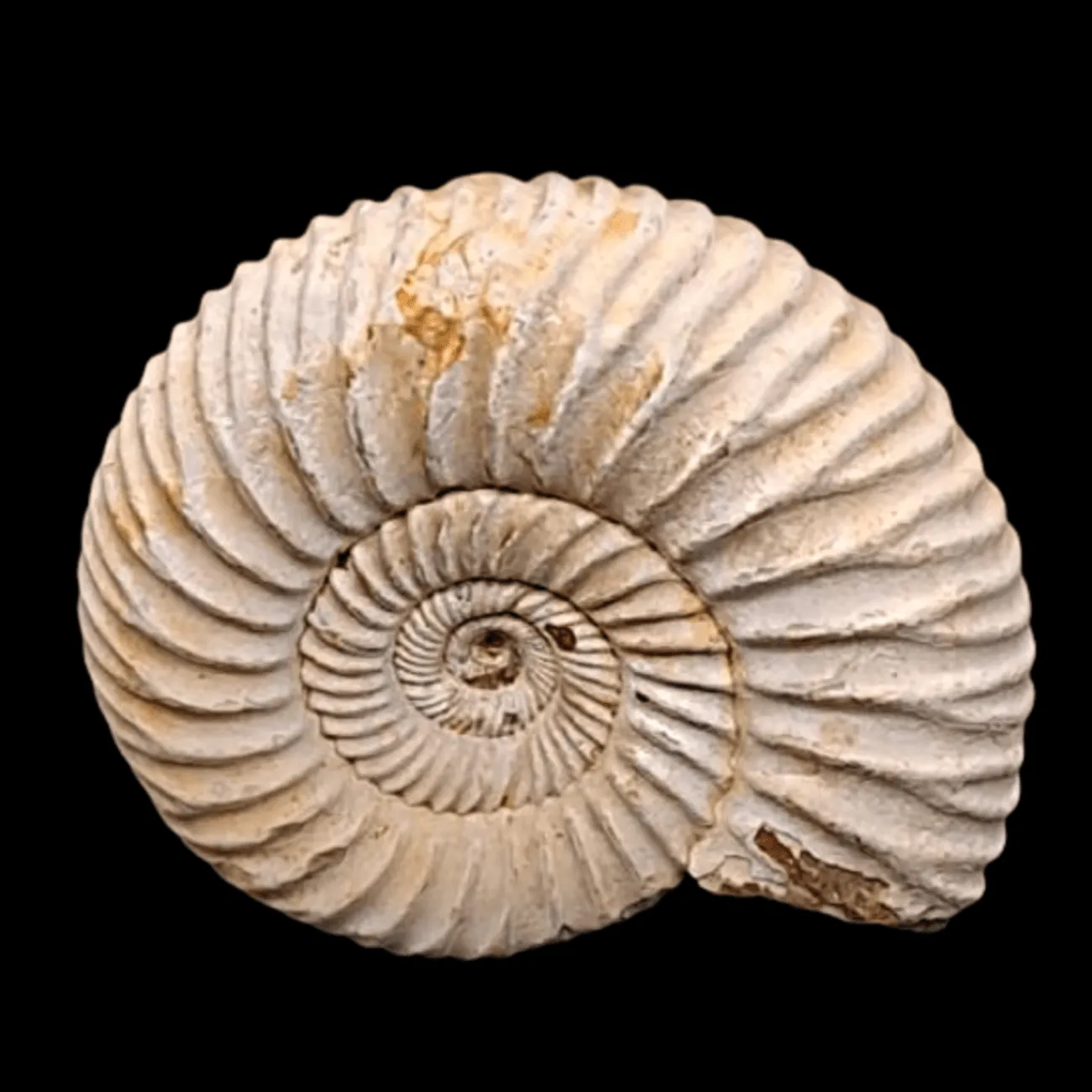 Perisphinctes sp. - Madagascar