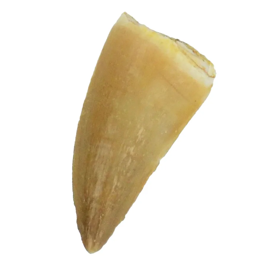 Mosasaur Tooth