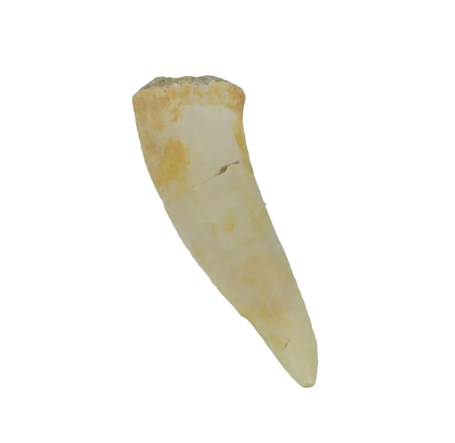 Enchodus Libycus Teeth