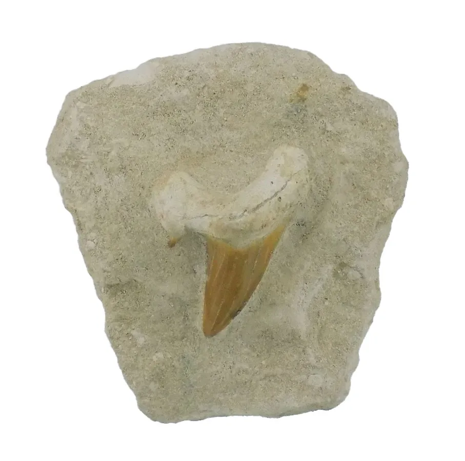 Otodus Obliquus In Matrix