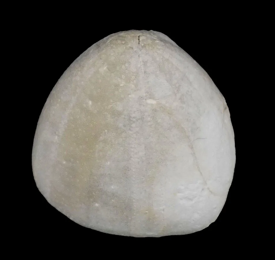 Conulus albogalerus