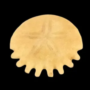Heliophora orbicularis