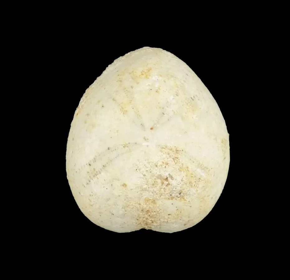 Holaster Laevis