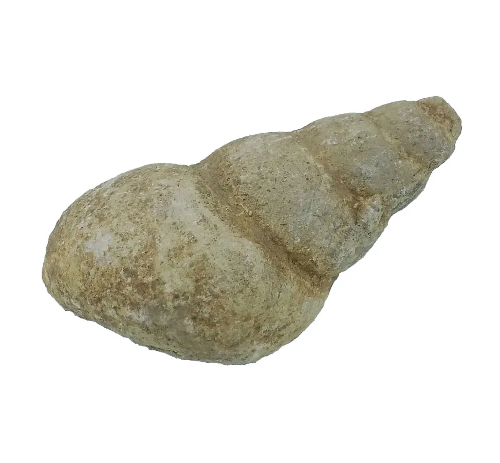 Bouguetia saemanni