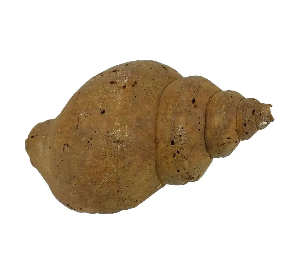 Neptunia Contraria