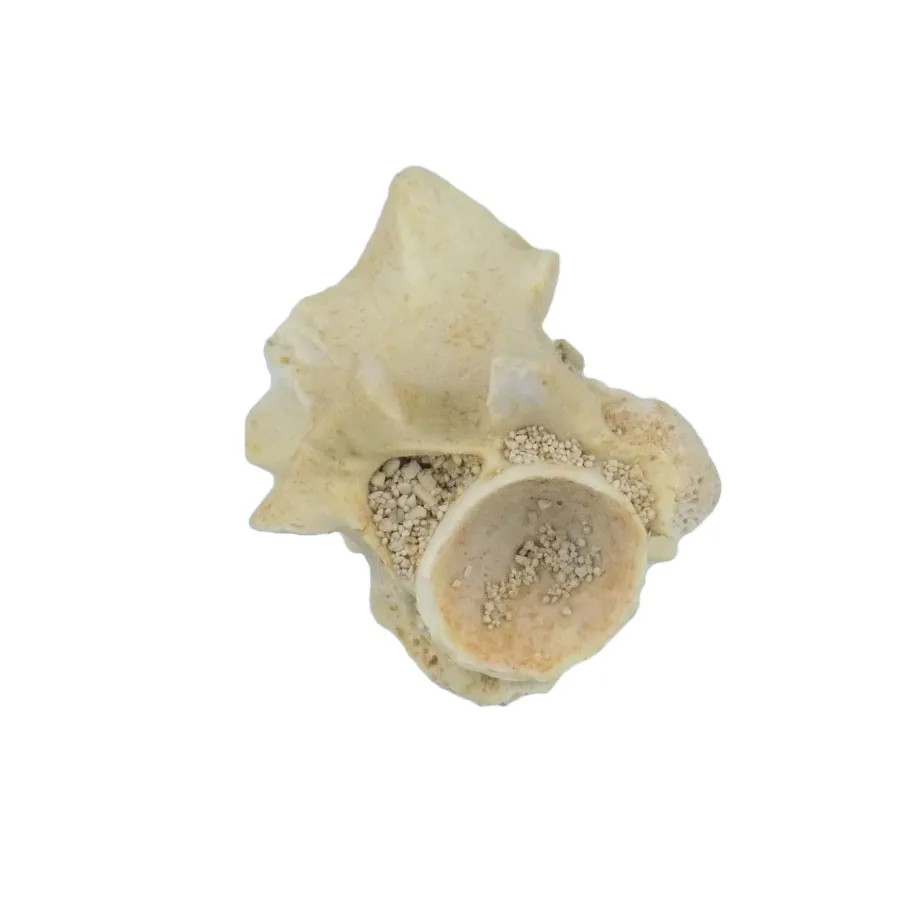 Sea Snake Vertebrae