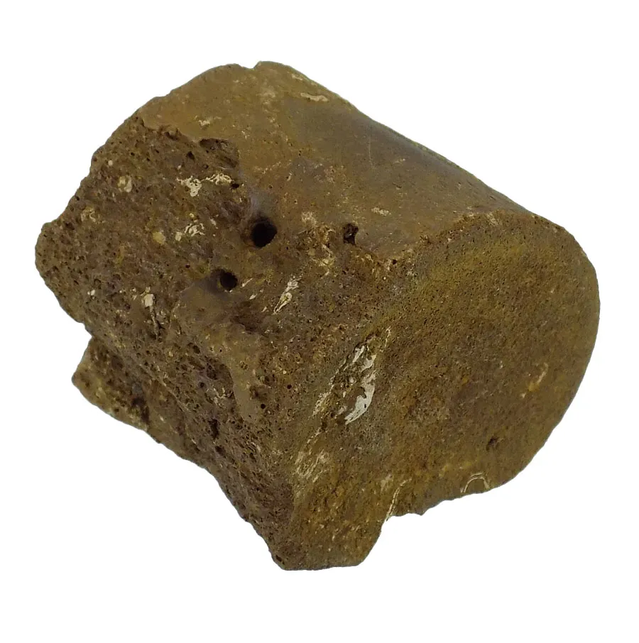Marine Reptile Bone