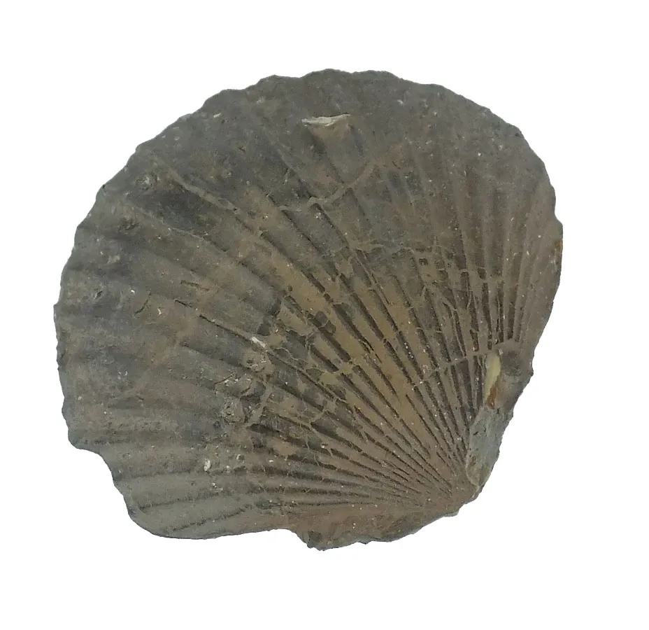 Eopecten inequivalvis