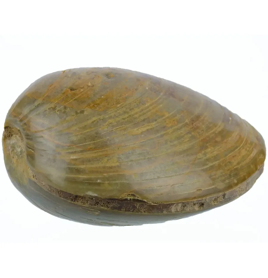 Polished Bivalve (sp)