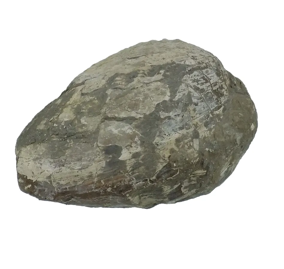 Pholadomya  ambigua