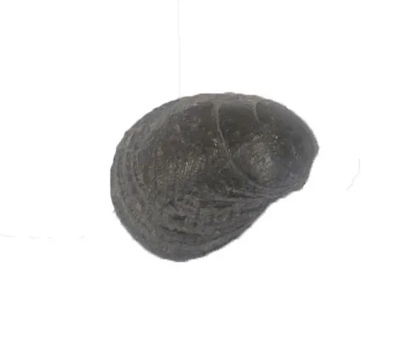 Pliacatula spinosa