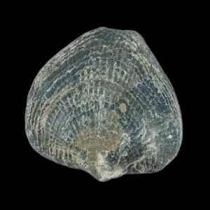 Atrypa (100g)