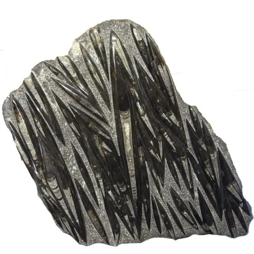 Orthoceras Slab sp3