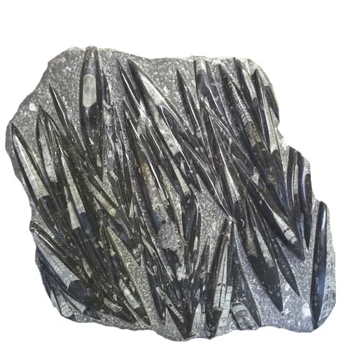 Orthoceras Slab sp2