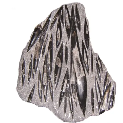 Orthoceras Slab (sp 1)