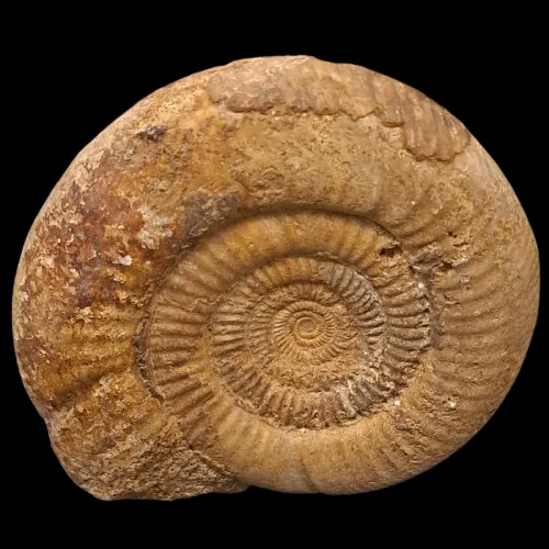 Perisphinctes Display Piece - 1