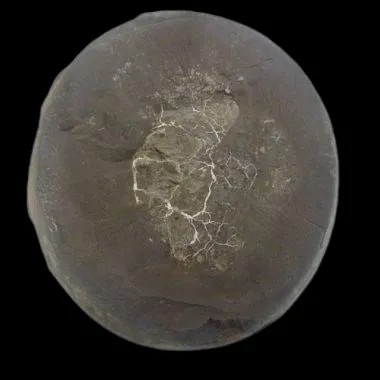 Coprolite in Siderite Display Piece (1)
