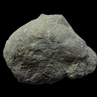 Heliolites Display Piece (1)