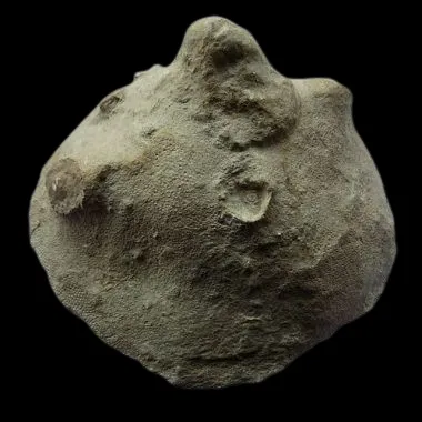 Heliolites interstinctus Display Piece