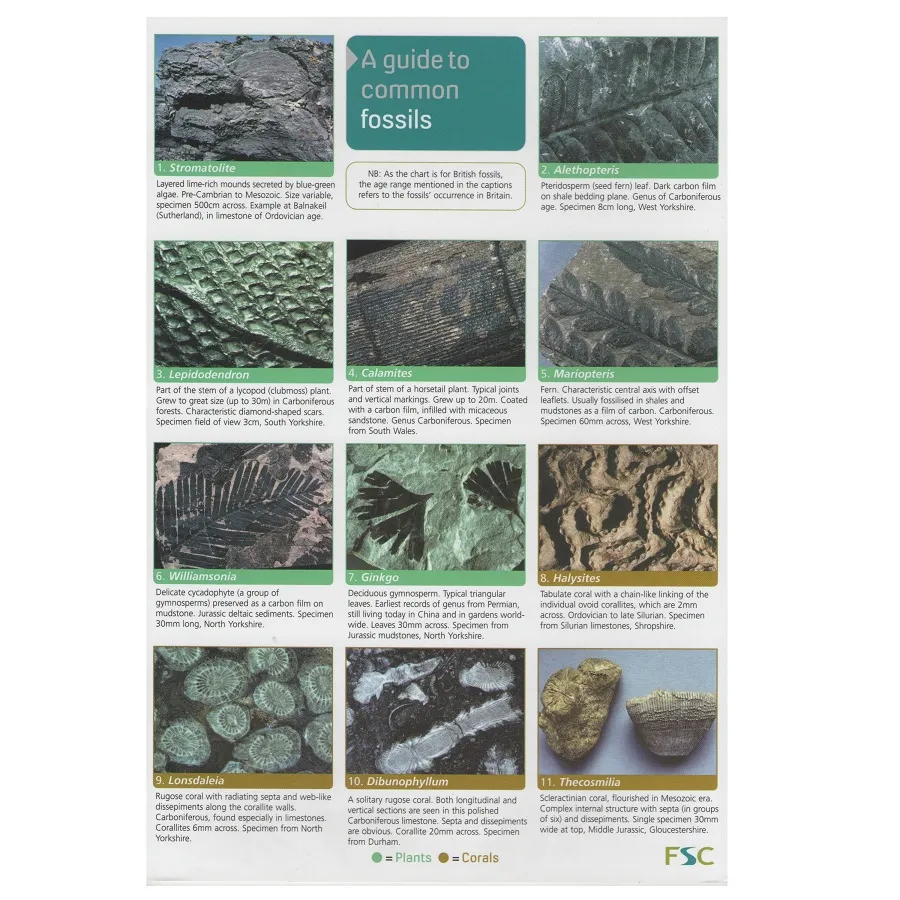 A Guide To Common Fossils