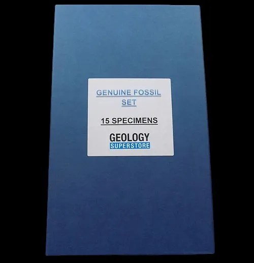 Genuine Fossil Set - 15 Specimens
