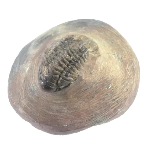 Crotalus Cephallus
