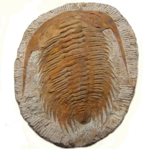 Paradoxides Fossil Trilobite