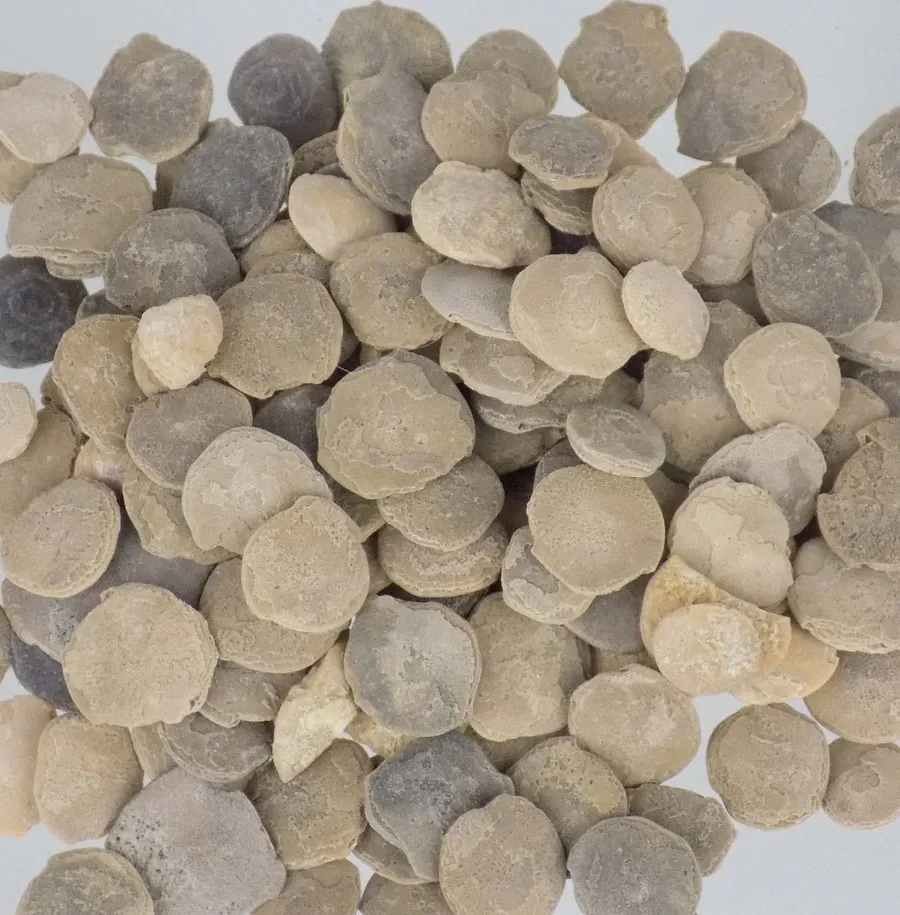 Nummulites (5pcs)