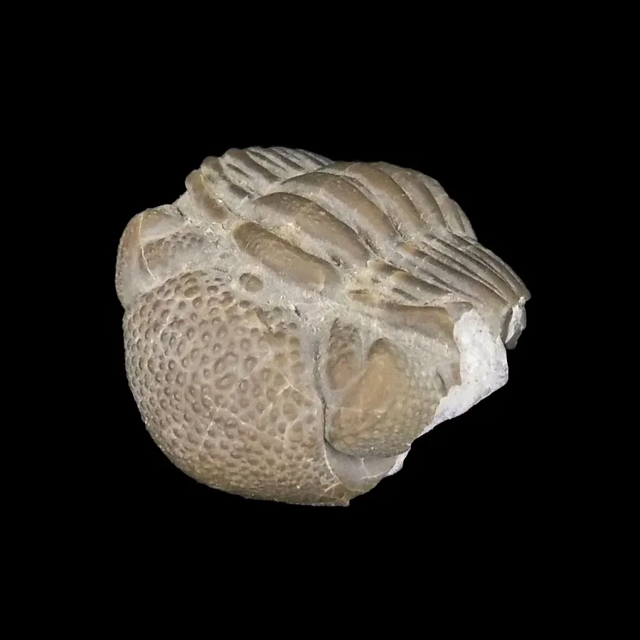 Phacops rana milleri
