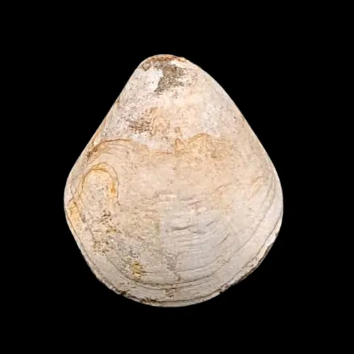 Sellithyris sella Shell (2 pcs)