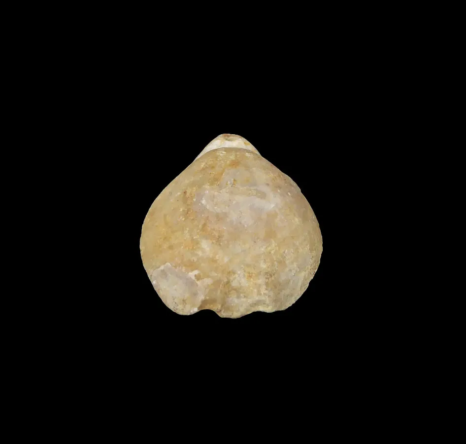Stiphrothyris Tumida