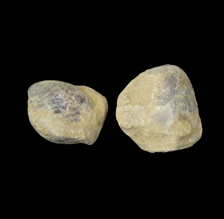 Athyris concentricus
