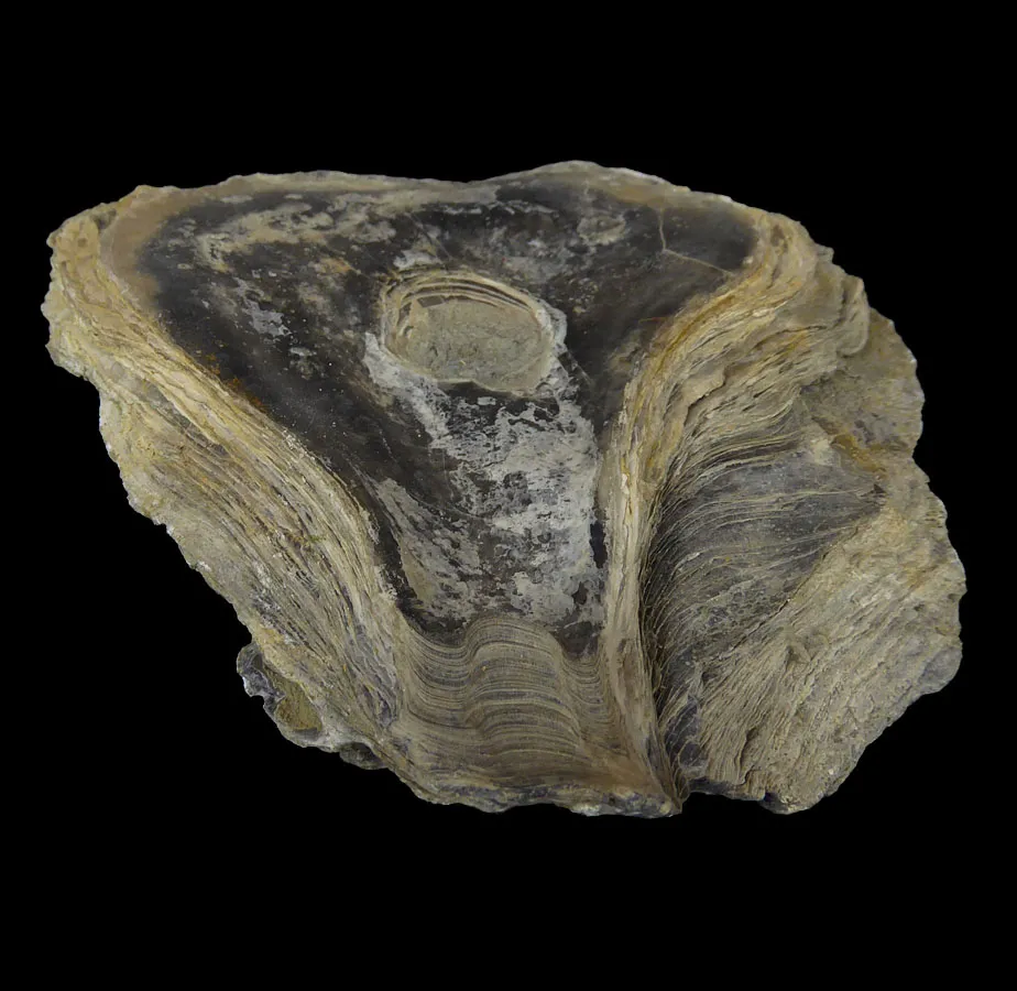 Liostrea Delta