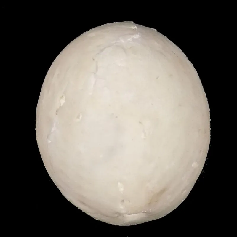Offaster Pilula