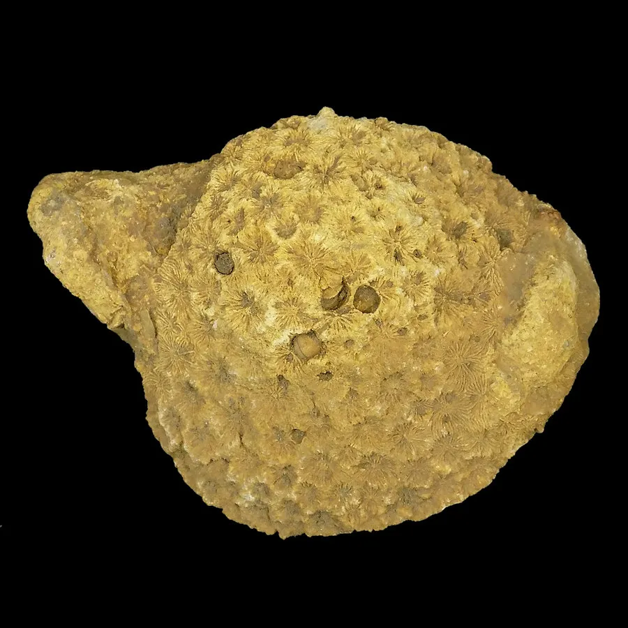 Isastrea explanata