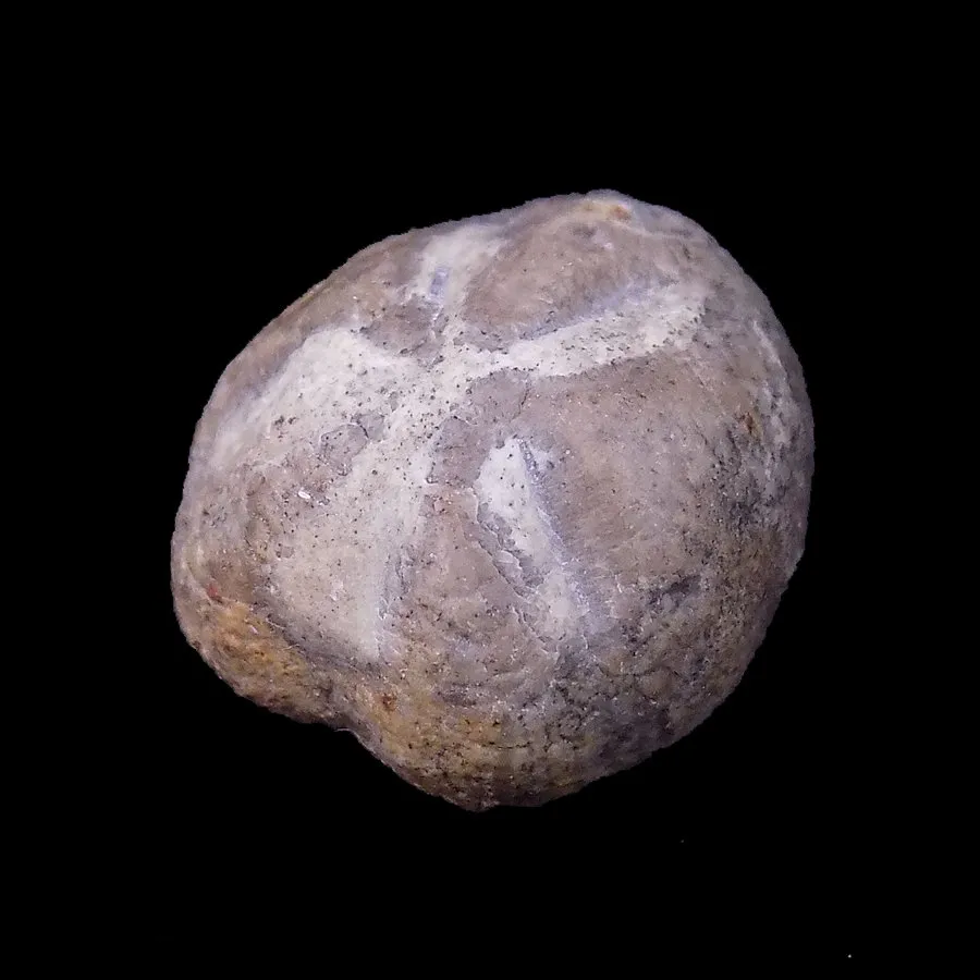 Leiotomaster bosei