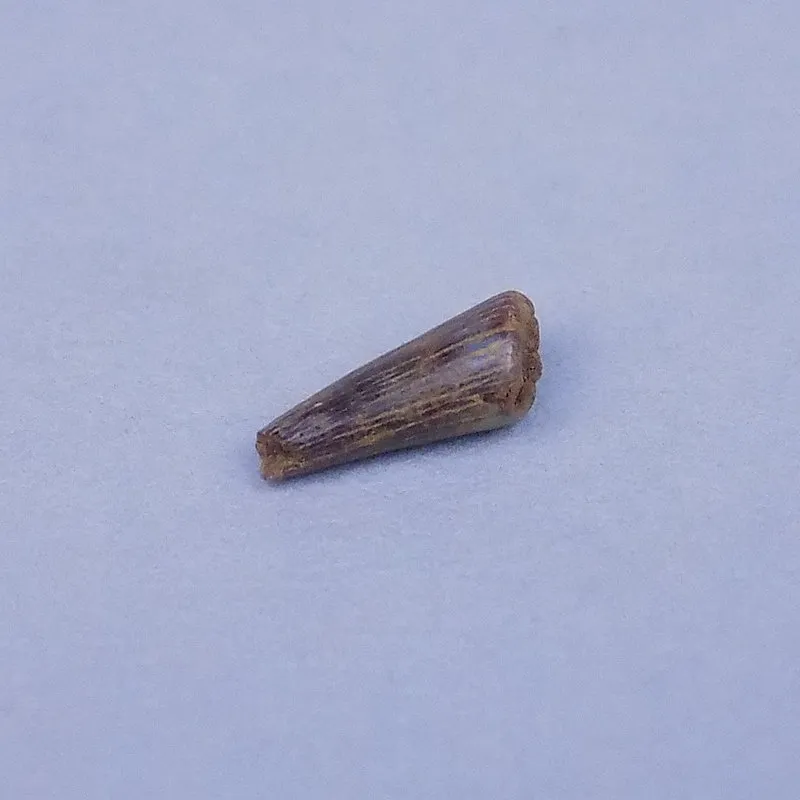 Hypsocormus sp - Tooth