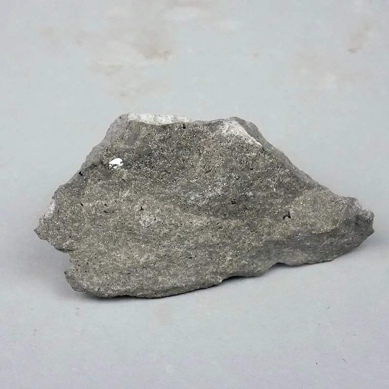 Cockcroach Remains