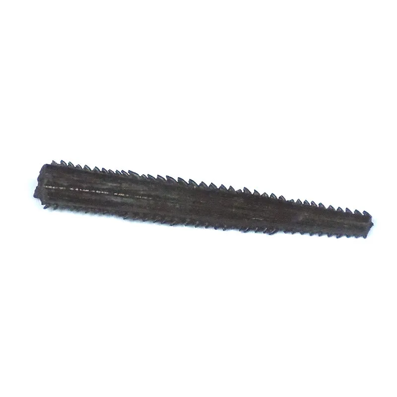 Brachyrhynchus sp. - Bony fish spine