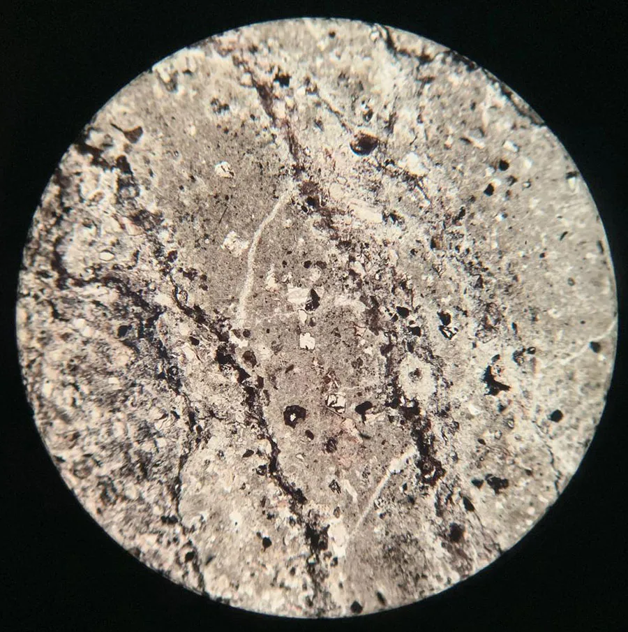 Algae Stromatolite Slide