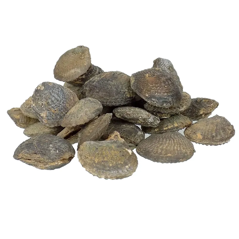 Agatised Bivalves (5 pcs)
