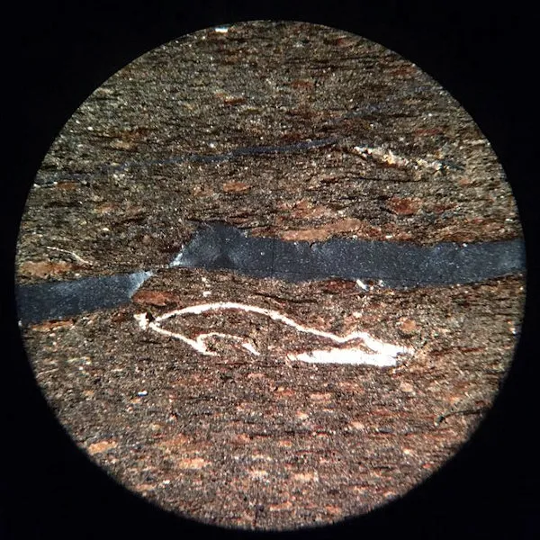 Fossiliferous Shale Slide