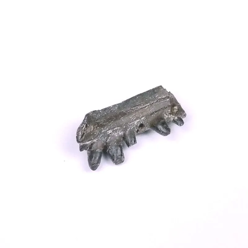 Captorhinus aguti Lizard Jaw with teeth